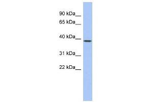 WB Suggested Anti-EN1 Antibody Titration:  0. (EN1 anticorps  (Middle Region))