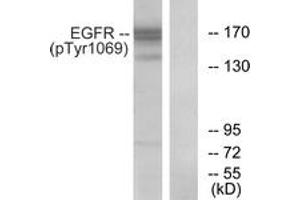 Western blot analysis of extracts from COS7 cells treated with EGF 200ng/ml 30', using EGFR (Phospho-Tyr1069) Antibody. (EGFR anticorps  (pTyr1069))