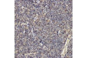Immunohistochemistry of paraffin-embedded mouse thymus using IL17A Rabbit pAb (ABIN6128129, ABIN6142315, ABIN6142317 and ABIN6216088) at dilution of 1:200 (40x lens). (Interleukin 17a anticorps  (AA 24-155))