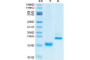 Growth Differentiation Factor 15 (GDF15) (AA 197-307) protein (His tag)