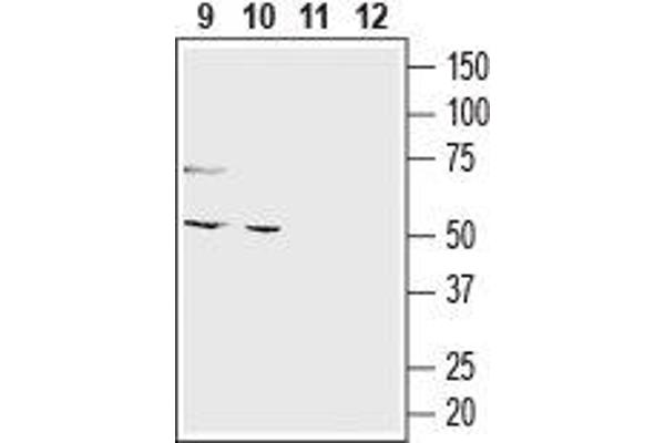 O3FAR1 anticorps  (Extracellular, N-Term)