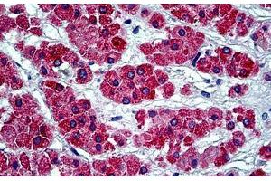 Human Adrenal: Formalin-Fixed, Paraffin-Embedded (FFPE)