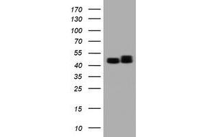 Image no. 9 for anti-SERPINE1 mRNA Binding Protein 1 (SERBP1) (AA 1-262) antibody (ABIN1490674)