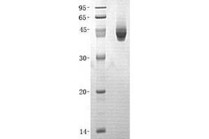 Validation with Western Blot