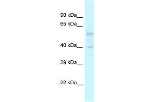 WB Suggested Anti-Tgfb3 Antibody   Titration: 1. (TGFB3 anticorps  (Middle Region))