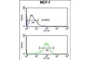 NR1H3 Antibody (Center) (ABIN653910 and ABIN2843147) flow cytometric analysis of MCF-7 cells (bottom histogram) compared to a negative control cell (top histogram).