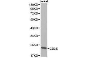 Western Blotting (WB) image for anti-CD3 epsilon (CD3E) antibody (ABIN1871626) (CD3 epsilon anticorps)
