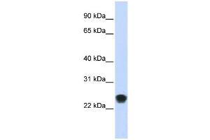 Western Blotting (WB) image for anti-FK506 Binding Protein 11, 19 KDa (FKBP11) antibody (ABIN2459089) (FKBP11 anticorps)