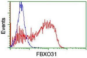HEK293T cells transfected with either RC203518 overexpress plasmid (Red) or empty vector control plasmid (Blue) were immunostained by anti-FBXO31 antibody (ABIN2455366), and then analyzed by flow cytometry. (FBXO31 anticorps)