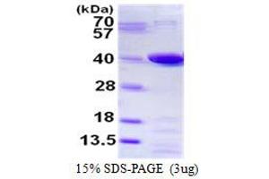 Image no. 1 for Prostaglandin Reductase 1 (PTGR1) protein (His tag) (ABIN1098342)