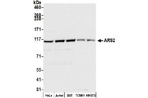 anti-Serrate RNA Effector Molecule Homolog (SRRT) (AA 1-50) antibody