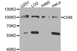 Western blot analysis of extracts of various cell lines, using CHM antibody. (CHM anticorps  (AA 120-210))
