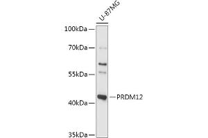 Western blot analysis of extracts of U-87MG cells, using PRDM12 antibody (ABIN7269498) at 1:1000 dilution. (PRDM12 anticorps  (AA 100-330))