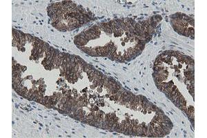 Image no. 2 for anti-Mitochondrial Intermediate Peptidase (MIPEP) (AA 174-516) antibody (ABIN1491015) (MIPEP anticorps  (AA 174-516))