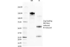 SDS-PAGE Analysis Purified CD68 Mouse Monoclonal Antibody (C68/2709). (CD68 anticorps  (AA 150-221))