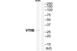 Western blot analysis of extracts from HuvEc cells, using VTI1B antibody. (VTI1B anticorps  (N-Term))