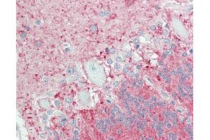 Anti-EDNRB / Endothelin B Receptor antibody IHC staining of human brain, cerebellum.