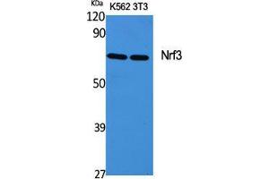 Western Blot (WB) analysis of specific cells using Nrf3 Polyclonal Antibody. (NFE2L3 anticorps  (Internal Region))