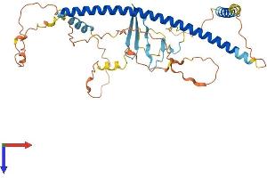 AlphaFold protein structure predicition of Human Recombinant MCIDAS Protein, UniprotID D6RGH6