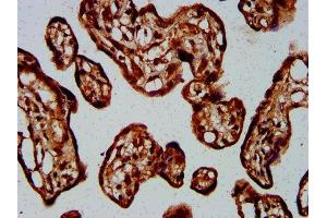 IHC image of ABIN7154731 diluted at 1:400 and staining in paraffin-embedded human placenta tissue performed on a Leica BondTM system.
