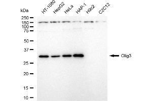 Western blotting analysis using Olig3 antibody (ABIN7799702).