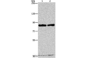Western blot analysis of Raji and K562 cell, using MRE11A Polyclonal Antibody at dilution of 1:500 (Mre11 anticorps)