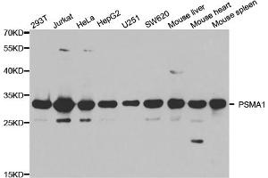 Western blot analysis of extracts of various cell lines, using PSMA1 antibody (ABIN5971354) at 1/1000 dilution. (PSMA1 anticorps)