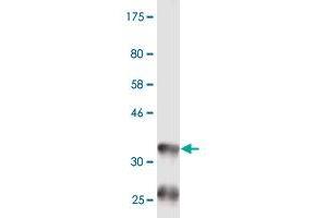 Western Blot detection against Immunogen (36.