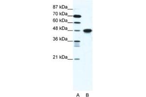 Western Blotting (WB) image for anti-Enolase 1 (ENO1) antibody (ABIN2461629) (ENO1 anticorps)