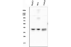 Western blot analysis of ATF1 using anti-ATF1 antibody (ABIN7599192).