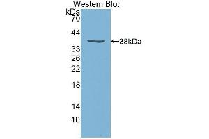 Western Blotting (WB) image for anti-Insulin-Like Growth Factor 1 (IGF1) (AA 48-118) antibody (ABIN1078198) (IGF1 anticorps  (AA 48-118))