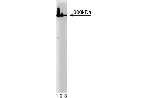 Western blot analysis of IP3R-3 on a HeLa cell lysate. (ITPR3 anticorps  (AA 22-230))