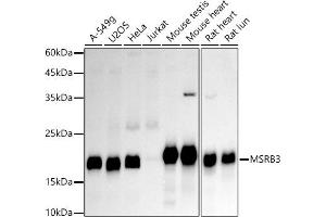 Western blot analysis of extracts of various cell lines, using MSRB3 antibody (ABIN7268488) at 1:1000 dilution. (MSRB3 anticorps)