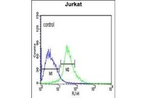 TRIM50 Antibody (C-term) (ABIN651824 and ABIN2840415) flow cytometric analysis of Jurkat cells (right histogram) compared to a negative control cell (left histogram). (TRIM50 anticorps  (C-Term))