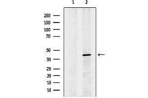 Western blot analysis of lysates from Pc12, using GPR30 Antibody.
