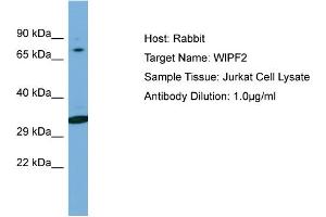 Host: Rabbit Target Name: WIPF2 Sample Type: Jurkat Whole Cell lysates Antibody Dilution: 1.