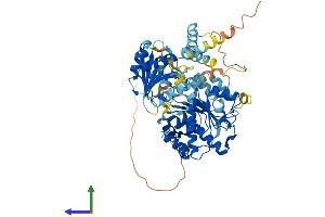 AlphaFold protein structure predicition of Mouse Recombinant Ddx41 Protein, UniprotID Q91VN6