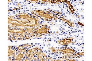 Immunohistochemistry analysis of paraffin-embedded Rat kidney using AQP1 Polyclonal Antibody at dilution of 1:400. (Aquaporin 1 anticorps)