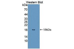 Figure. (UBA52 anticorps  (AA 1-128))