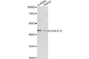 Western blot analysis of extracts of various cell lines, using ZDHHC15 antibody (ABIN6292571) at 1:1000 dilution.