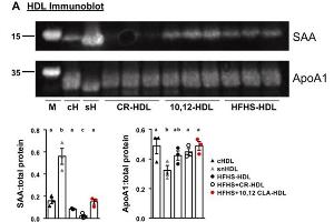 Western Blot of Anti-Apolipoprotein AI.