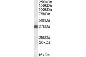 ABIN308436 (0. (Clusterin anticorps  (C-Term))