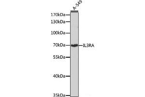 Western blot analysis of extracts of A-549 cells using IL3RA Polyclonal Antibody at dilution of 1:1000.