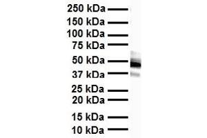 WB Suggested Anti-FOXA1 antibody Titration: 1 ug/mL Sample Type: Human heart
