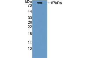 Western blot analysis of recombinant Mouse PCSK9. (PCSK9 anticorps  (AA 156-694))
