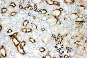 IHC-F testing of AQP1 antibody and rat kidney tissue (Aquaporin 1 anticorps  (C-Term))