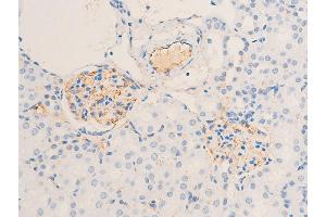ABIN6267285 at 1/100 staining mouse kidney tissue sections by IHC-P.