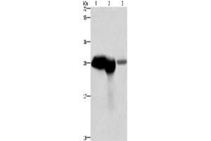 Western Blotting (WB) image for anti-Calbindin (CALB1) antibody (ABIN2423032) (CALB1 anticorps)
