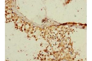 Immunohistochemistry of paraffin-embedded human testis tissue using ABIN7167592 at dilution of 1:100 (RGS14 anticorps  (AA 230-510))