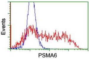 Image no. 3 for anti-Proteasome Subunit alpha 6 (PSMA6) antibody (ABIN1500467) (PSMA6 anticorps)